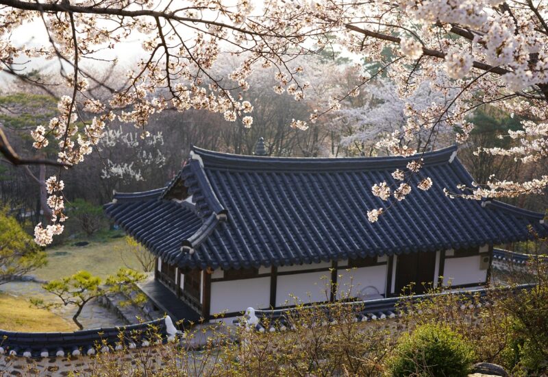 Cherry blossom trees in full pink bloom in Jinhae near Busan, South Korea