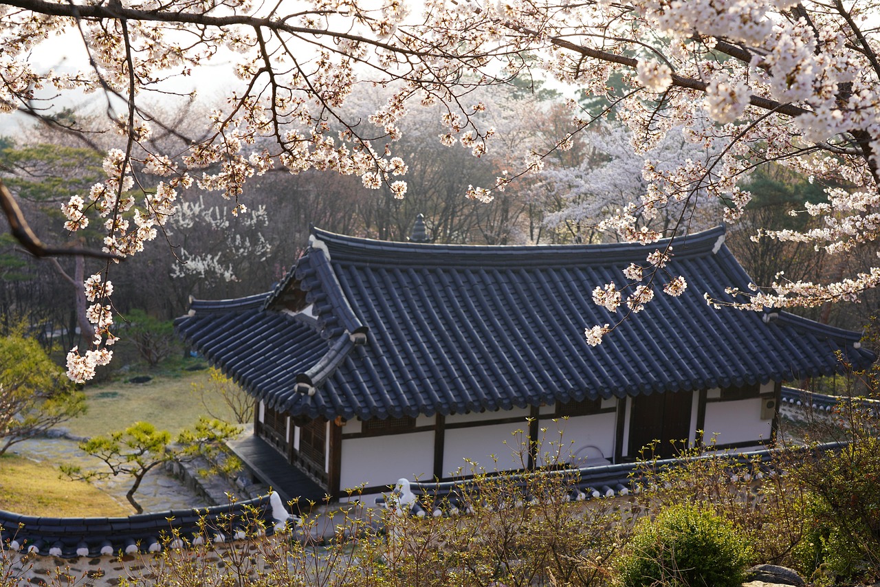 Cherry blossom trees in full pink bloom in Jinhae near Busan, South Korea
