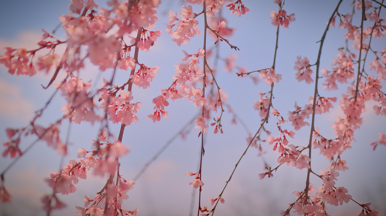 Flower Festivals Beyond Cherry Blossoms in Korea
