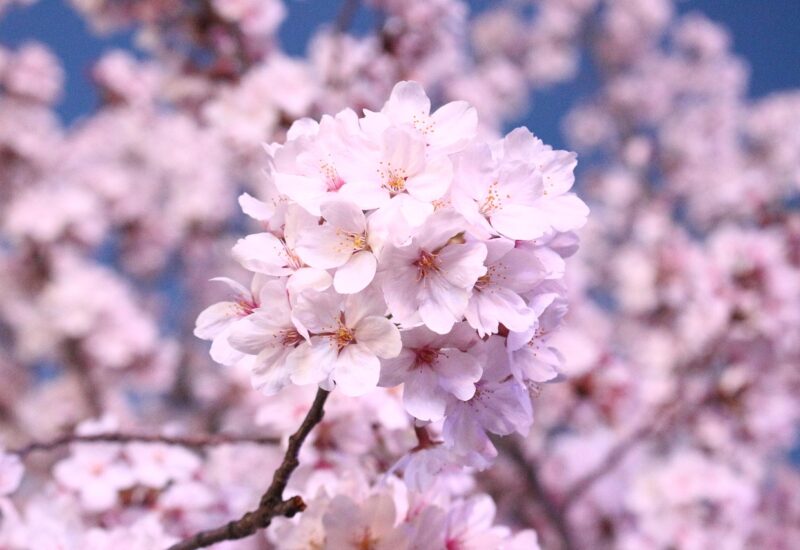 Cherry blossoms in full bloom in Jinhae, Changwon, during the Gunhangje festival
