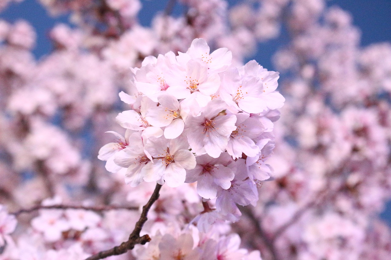Cherry blossoms in full bloom in Jinhae, Changwon, during the Gunhangje festival
