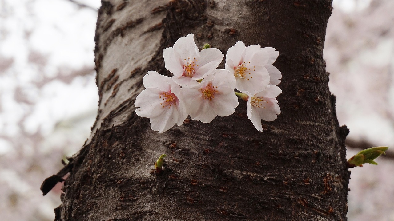 Spring Cherry Blossom Travel in Korea