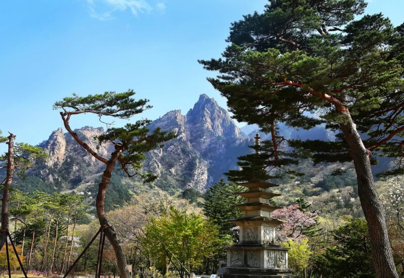 Vegan Phrases To Save for Korea